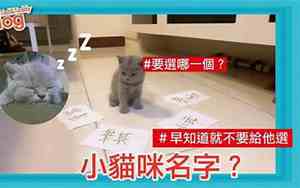 英短取名字