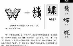 蝶字取名的寓意