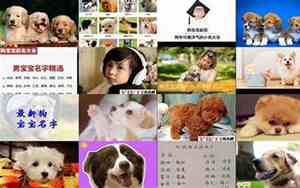 狗宝宝取名字大全免费的