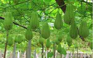 佛手瓜什么时候种植最好