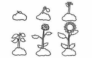 植物生长过程6张简笔画花生