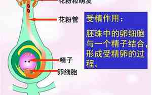 生殖方式有哪几种?