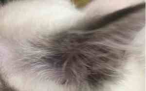 常见猫咪皮肤病图