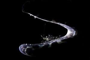 免费查询月亮星座查询表(免费查询上升星座查询表)