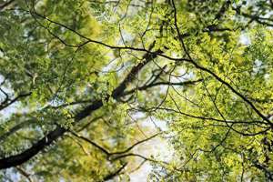 十六字阴阳风水秘术介绍图片(十六字阴阳风水秘术介绍)