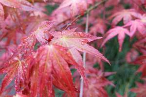 4月17日生肖运势(每日宜忌生肖运势)