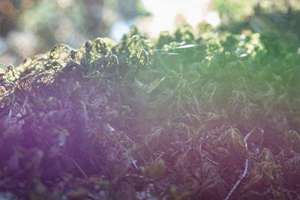 葫芦在家中摆放的正确位置图(葫芦挂客厅放哪里招财)