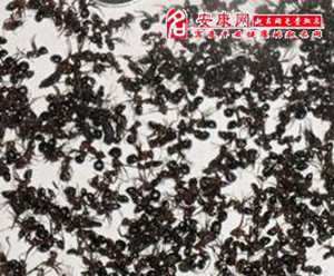 做梦梦到死蚂蚁(做梦梦到死蚂蚁什么意思)
