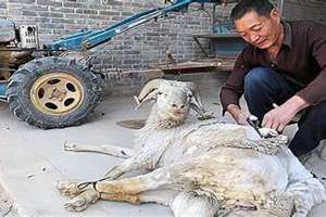 梦见杀羊是什么意思,好不好,代表什么(梦见杀羊是什么意思)