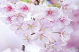 梦见樱花树开满粉色花(梦见樱花)
