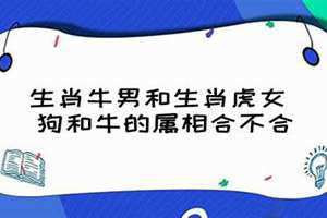 狗和牛的属相合不合婚姻呢(狗和牛的属相合不合)