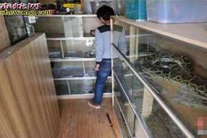 家里养蛇是凶是吉还是凶(家里养蛇是凶是吉)