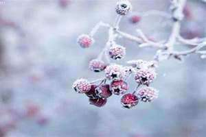 梦见下小雪是什么征兆 女性 梦见下小雪了是什么预兆