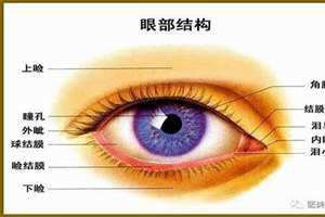 上眼睑和下眼睑的位置图片(眼睑的位置图片)