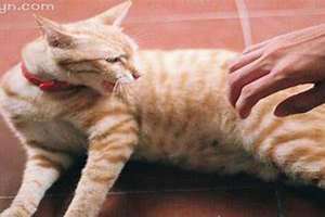 梦见被猫抓伤出血(梦见被猫抓)