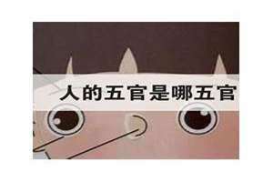 人的五官是哪五官的正确答案(人的五官是哪五官)