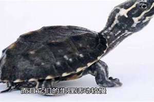 乌龟饿了的表现龟临死前的征兆是什么 乌龟饿了的表现是什么样子的