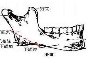 腮骨宽大的女人面相 腮骨突出的男人面相代表什么