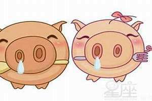 鼠和猪合不合