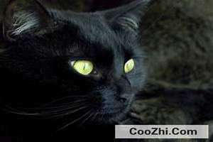 梦到黑猫攻击自己是什么意思 梦到黑猫是什么意思