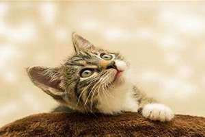 梦见一只猫缠着自己,赶不走(梦见一只猫)