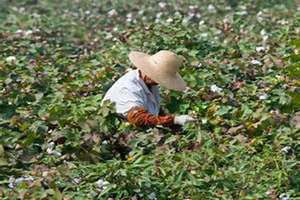梦见摘棉花是什么预兆女性(梦见摘棉花)