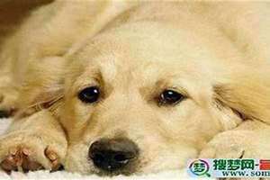 梦见一只狗一直跟着我赶都赶不走 梦见一只狗狗一直粘着我