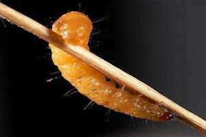 梦见蛆虫爬到自己身上是什么意思(梦见蛆)