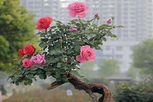 盆栽月季花黄叶怎么办 盆栽月季花叶子发黄枯萎花苞也未开先凋