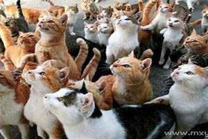 梦见一群猫猫是什么预兆(梦见一群猫)