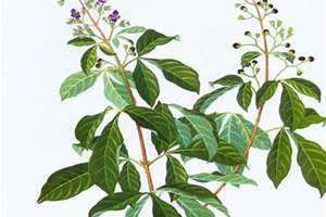 荆芥 荆棘