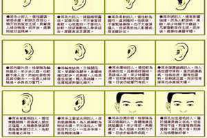 各种耳型图解 鼠耳面相图片