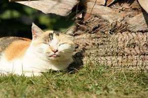 梦见猫丢了什么意思 梦见猫丢了又回来了是什么预兆