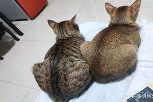 麻猫是什么品种的猫 麻猫图片