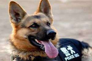 军犬和警犬的区别是公还是母 军犬和警犬的区别新闻