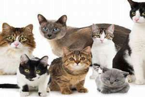 做梦梦到好多猫什么意思(做梦梦到好多猫)