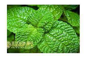 薄荷在风水上代表什么含义 薄荷在风水上代表什么象征意义