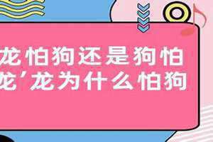 龙怕狗还是狗怕龙动物 龙老公和狗老婆合适吗