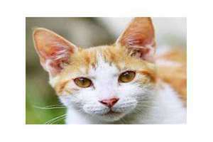 梦见猫叫声是什么预兆(梦见猫叫)