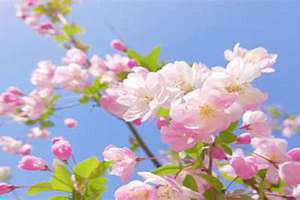三月开什么花开花季节(三月开什么花)
