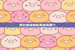 猪的最佳配偶属相