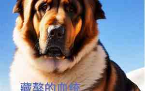 凶猛的藏獒面相分析视频