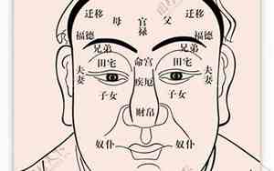 关于人体面相的描述有哪些