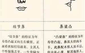 大鼻子面相怎么解释