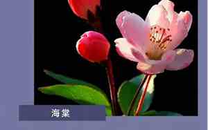 关于花和草的句子伤感图片